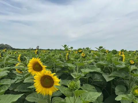 VENTA CAMPO AGRICOLA SOBRE RN 34