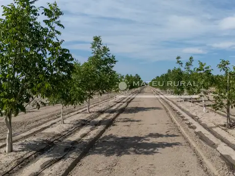 Finca con Nogales en Anchoris