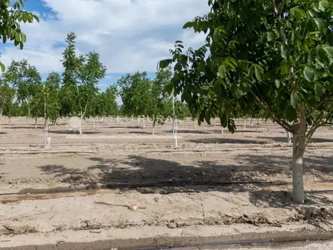 Campo en Venta de 85  ha