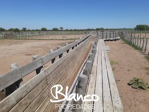 Campo  en Alquiler en Nahuel Mapa, Gobernador Dupuy, San Luis