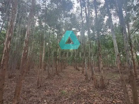 Colonia Ayui