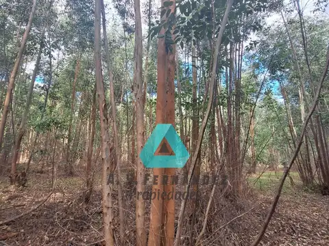 CAMPO FORESTAL EN VENTA