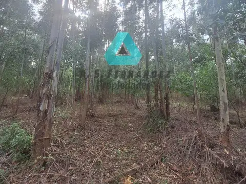 Colonia Ayui