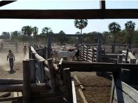 Venta de Campo,16930 HAS Paraguay