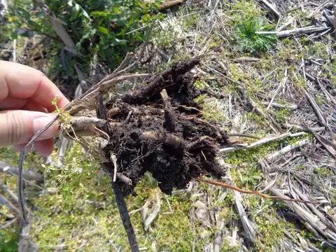 Excelente lote mixto con mejoras de trabajo en la mejor zona de Gualeguaychú.
