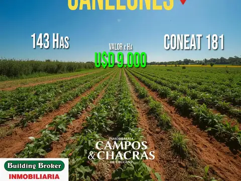 Campo en venta de 143 Has., en el departamento de Canelones, Uruguay.