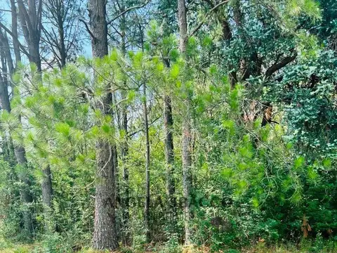 Rio Sauce Grande. ( Amarylis).