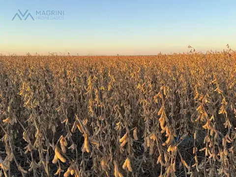 Campo Agrícola de 3750 Has. en Zona Quimilí, Santiago del Estero, Argentina