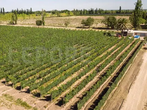 Campo - Venta - Argentina, San Rafael