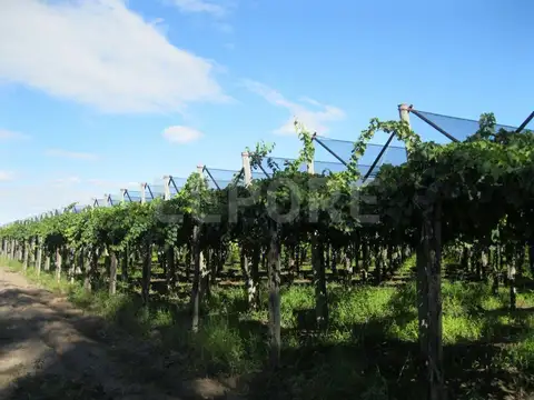 Campo - Venta - Argentina, San Rafael