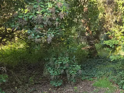 Terreno en Venta 65  mts Fondo