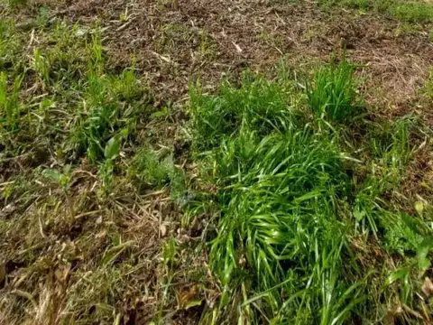 ernesto scott 600, Piso 0