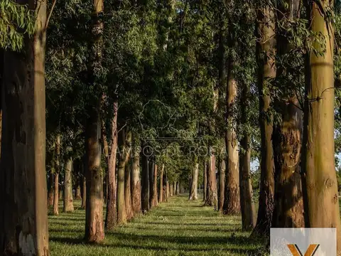 Campos de Roca II