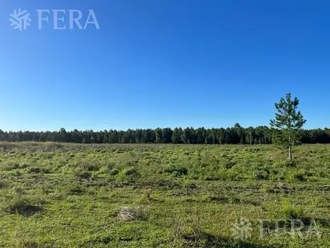 RUTA NACIONAL 118 KM 59  - CAMPO DELLEPIANE - CORRIENTES