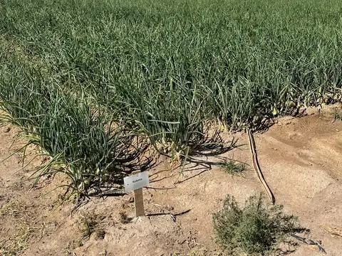 Terreno en Venta en Ugarteche, USD 240.000