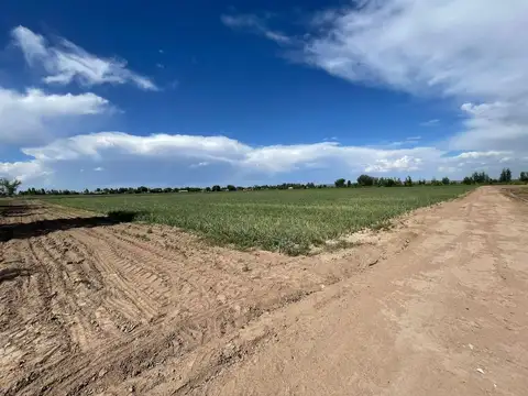 VENTA FINCA UGARTECHE LUJAN Ruta 86 MENDOZA