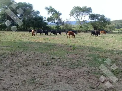 Terreno en Venta de 50000,0 m2