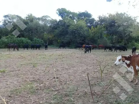 Terreno - La Merced