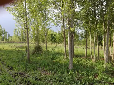 Terreno 8300 m2 en Venta La Primavera Valle de Uco