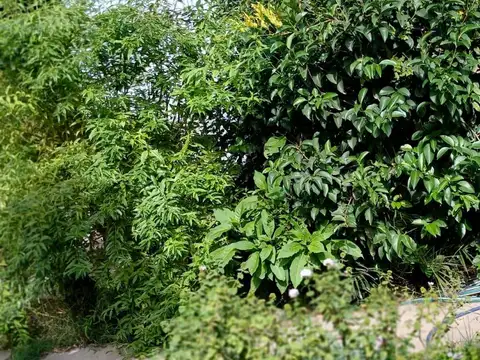 Terreno en Venta 56  mts Fondo