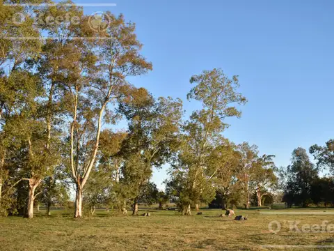 Chacra en venta 39 has Florencio Varela - Ideal Desarollo