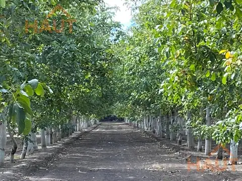 Venta Chacra General Roca-7.4 Ha Producción de Nogales