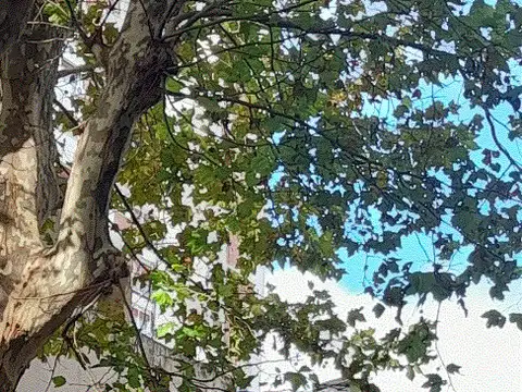 ARRIBEÑOS 2400, Piso 1