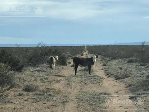 Campo en venta de 2785 has en Neuquen, Arena apta Fraking