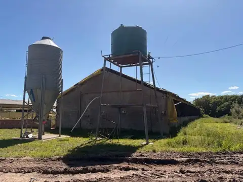 Planta de Cria de Cerdos 25 hec. Agricolas  Arrecifes  