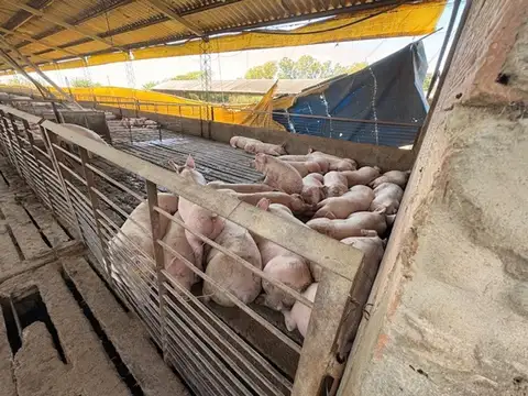 Planta de Cria de Cerdos 25 hec. Agricolas  Arrecifes