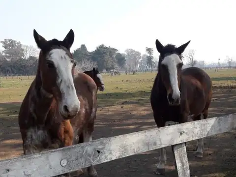 Haras 55 boxes - Solis - Prov. Bs As