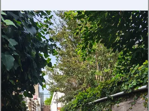 Larrea 3064