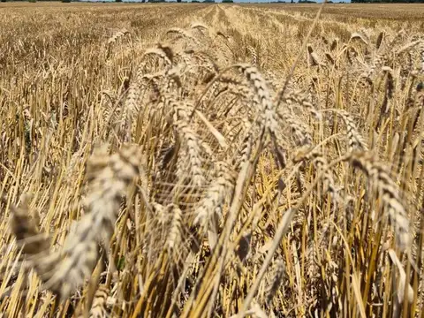 Alfoncina Storni 100