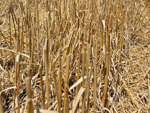 Campo de 46 Ha. 100% agricola