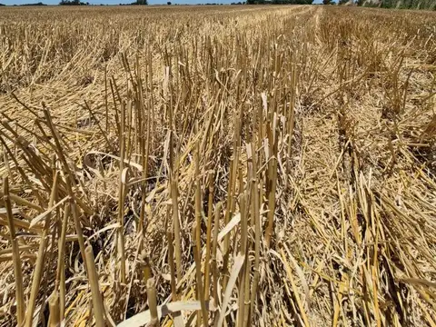 Campo de 46 Ha. 100% agricola