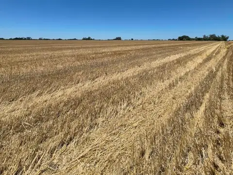 Campo de 46 Ha. 100% agricola