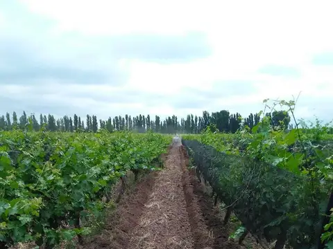 Campo en Venta de 14  ha