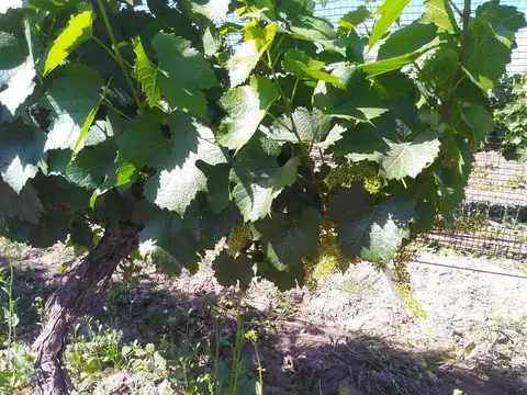 Venta Finca Mendoza