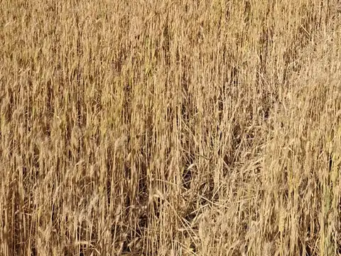 Campo en Venta de 2  ha