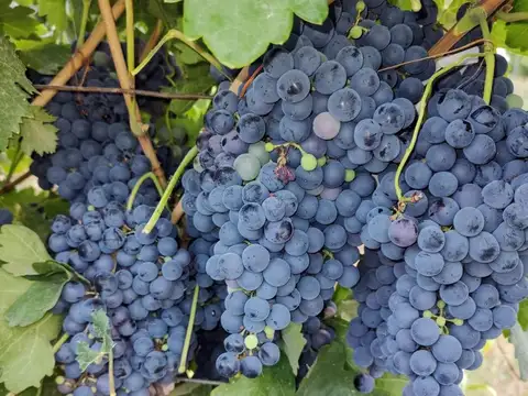 Ruta Nacional 40 100