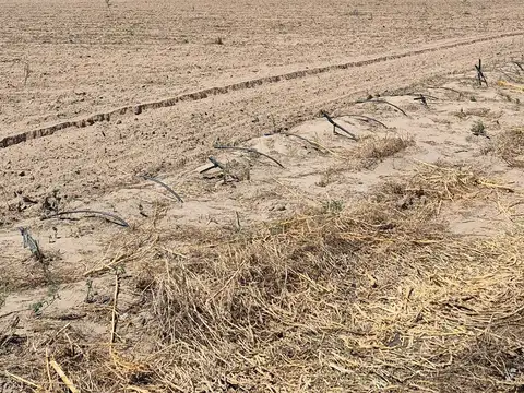 Campo en Venta en San Carlos, Mendoza