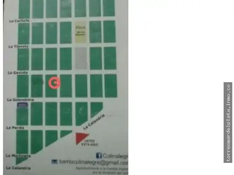Chingolo