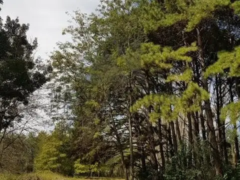 LOS PINOS II - RUTA 8 KM 71