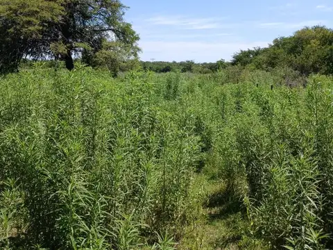 VENTA 17Hs CAMPO CAÑADA DE RIO PINTO CORDOBA