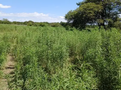 VENTA 17Hs CAMPO CAÑADA DE RIO PINTO CORDOBA