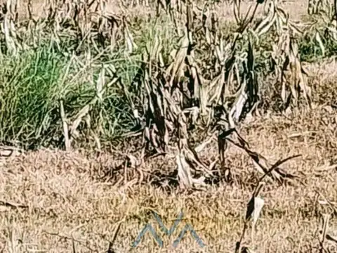 Campo ganadero 1.190 ha en Pacheco de Melo, Córdoba