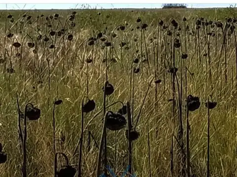 Campo ganadero 1.190 ha en Pacheco de Melo, Córdoba