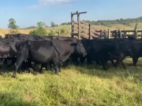 Campo en venta en Azul Oportunidad