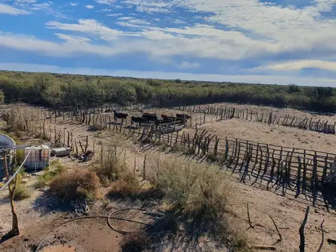 CAMPO GANADERO Oportunidad 1200 hectareas