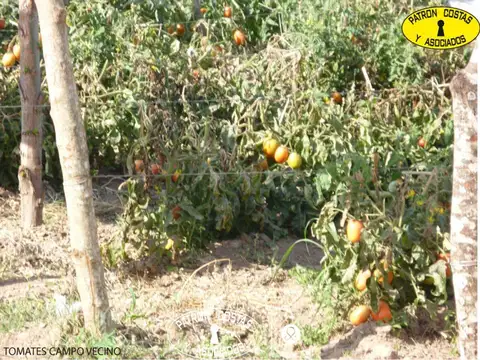 950 HS AGUAS BLANCAS - ORAN - SALTA